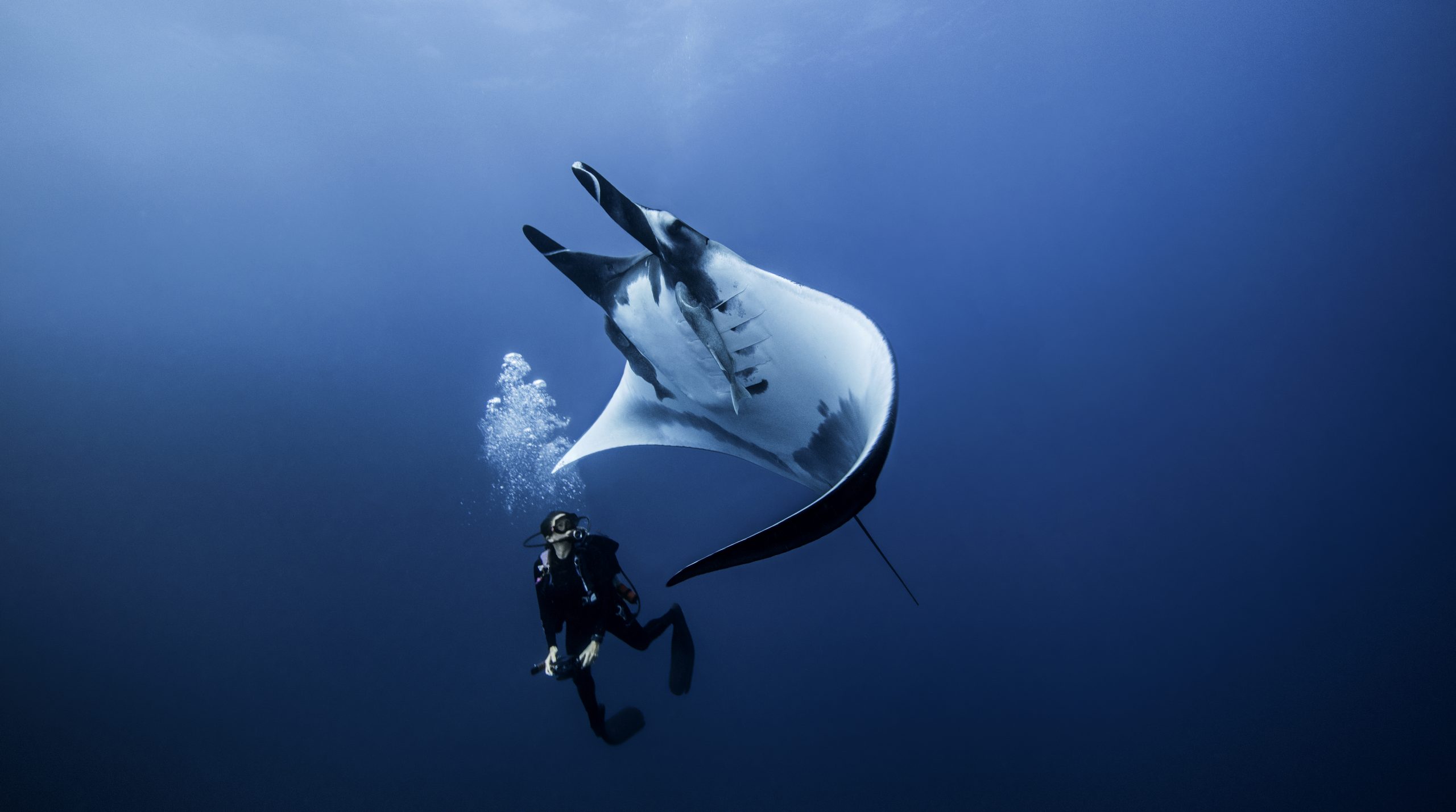 Un moment suspendu entre un plongeur et une raie manta dans les eaux limpides des Similan. Magique.