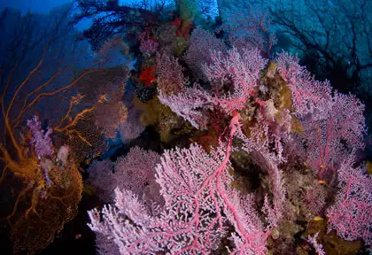 Un magnifique corail rose trône au milieu du récif des Similan, témoignage d’un écosystème en pleine santé.