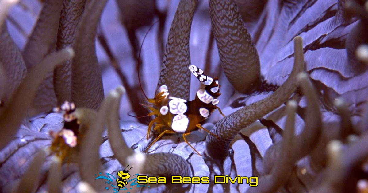 sea-bees-similans-anemone-shrimp