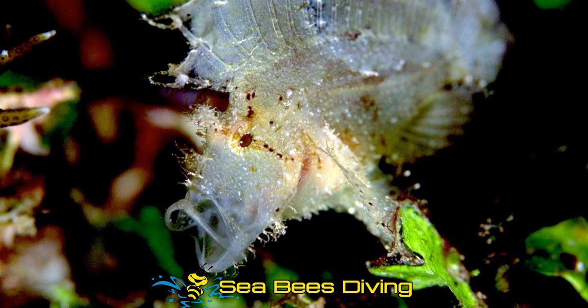 sea-bees-similans-marine-life