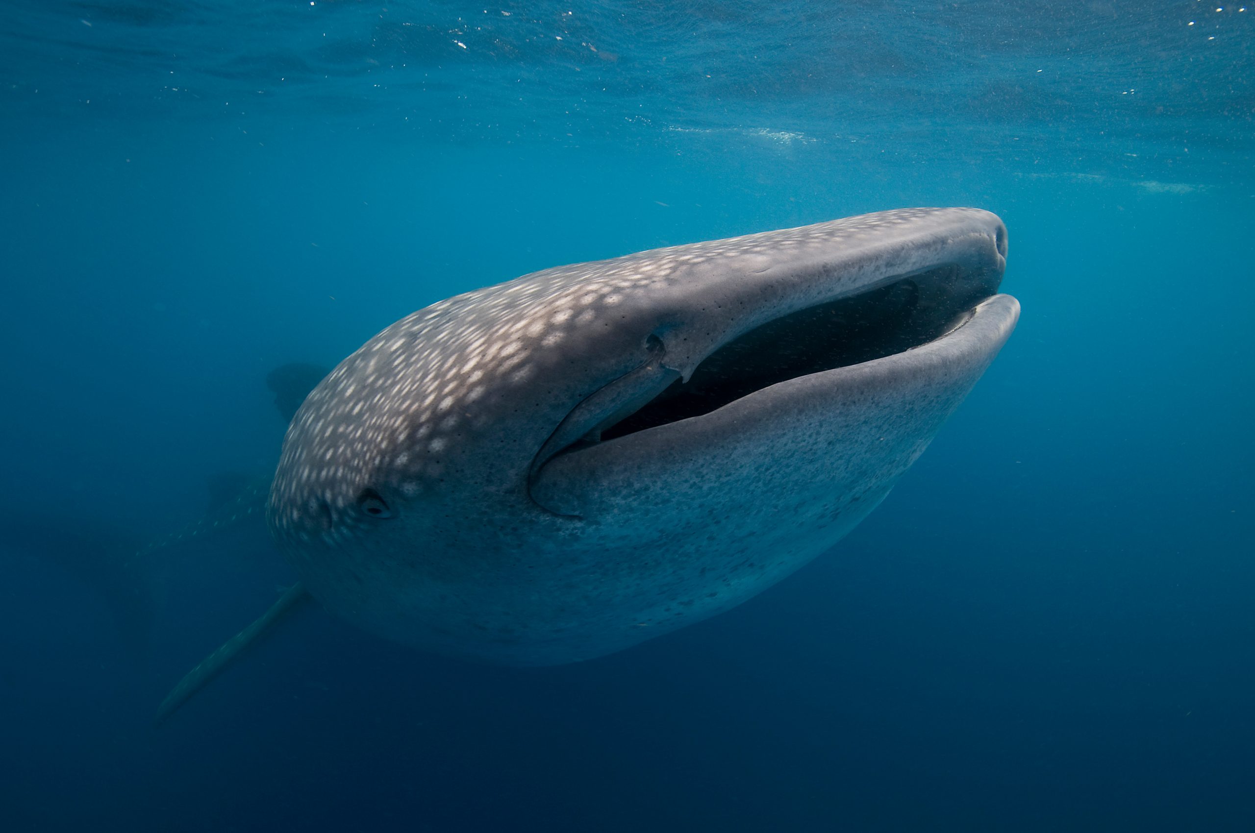 Whale shark (Rhincodon typus) plankton feeding, Contoy Island, Quintana Roo, Mexico