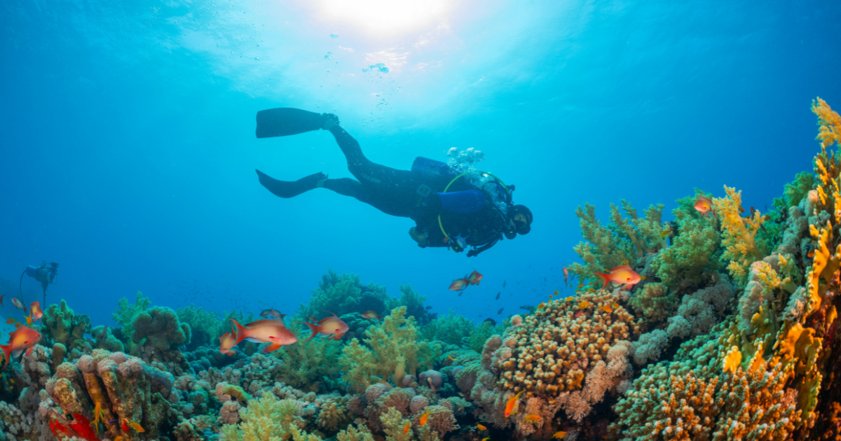 Plongeur en exploration sous-marine dans un récif tropical coloré — destinations de plongée dans le monde