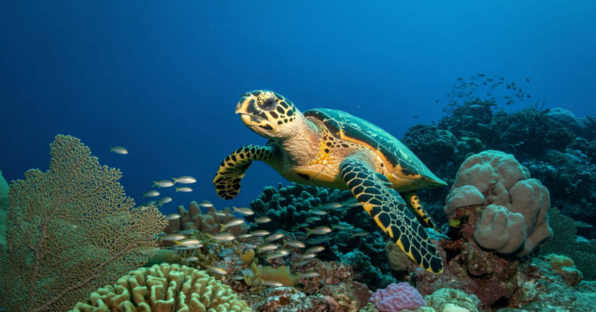 Tortue marine dans un récif corallien en Asie — destinations de plongée en Asie