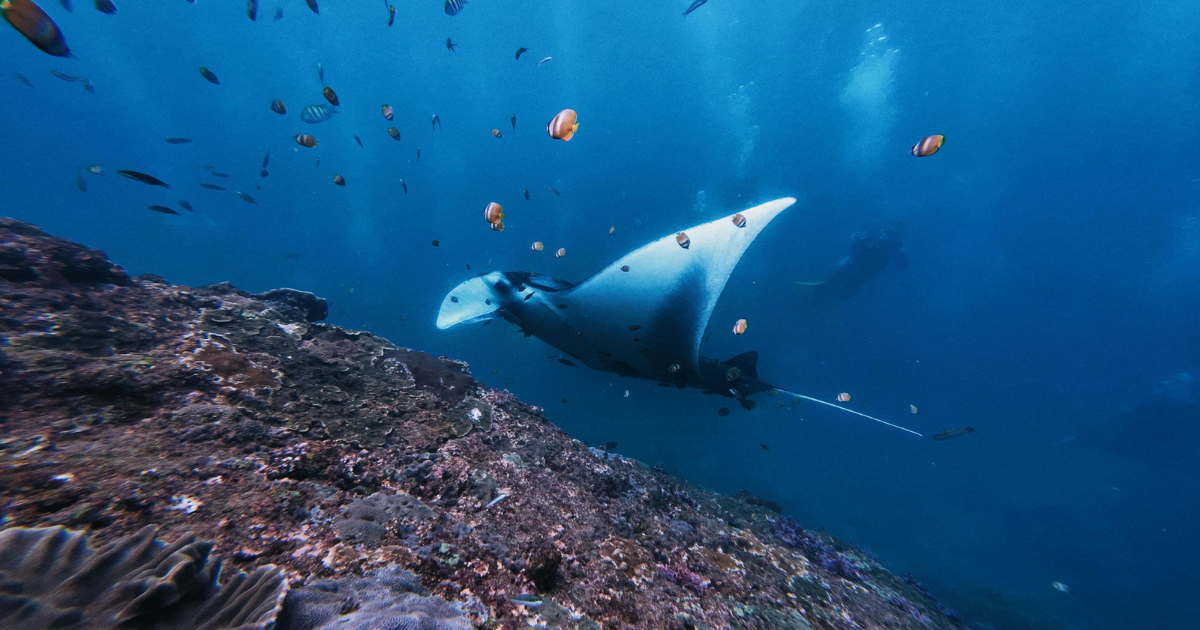 Raie manta en plongée en Asie du Sud-Est — faune marine Triangle de Corail
