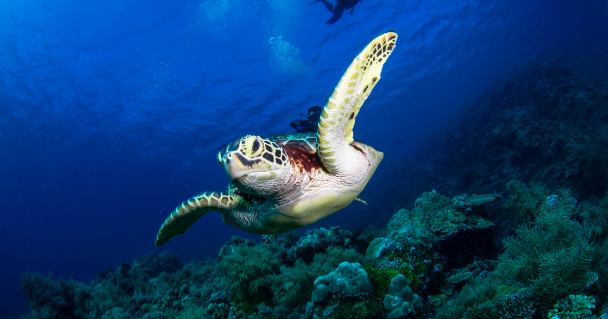 Tortue marine dans un récif en Asie du Sud-Est — plongée en Asie du Sud-Est