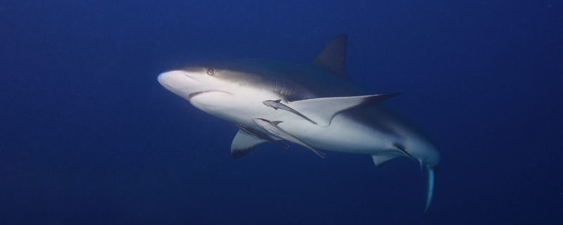 Plongée en Afrique — destinations de plongée Tanzanie et Mozambique