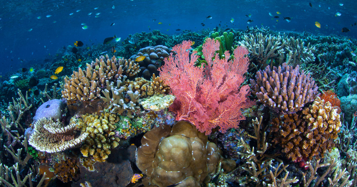 Récif corallien en Asie du Sud-Est — plongée dans le Triangle de Corail