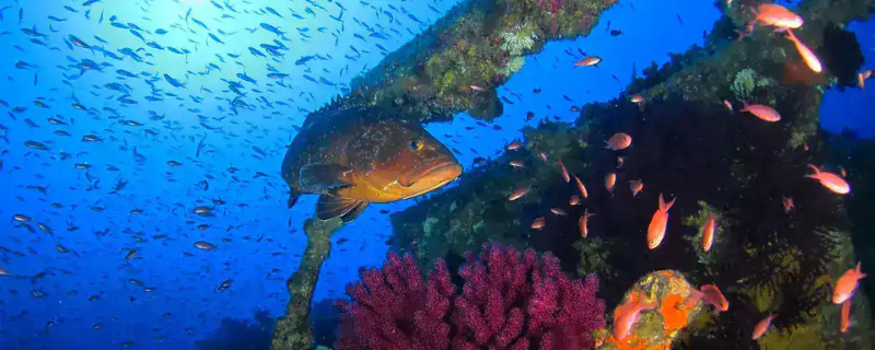 Plongée en Europe — destinations de plongée Méditerranée et eaux froides
