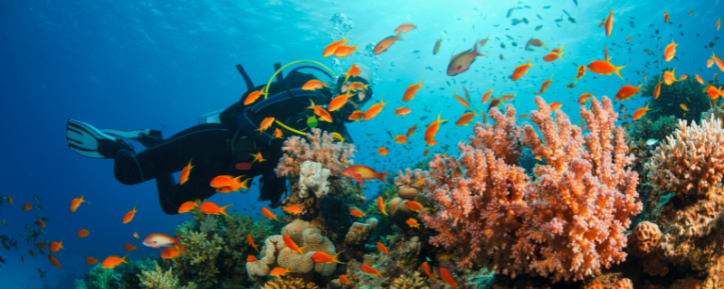 Mer Rouge — destination de plongée dans le monde incontournable