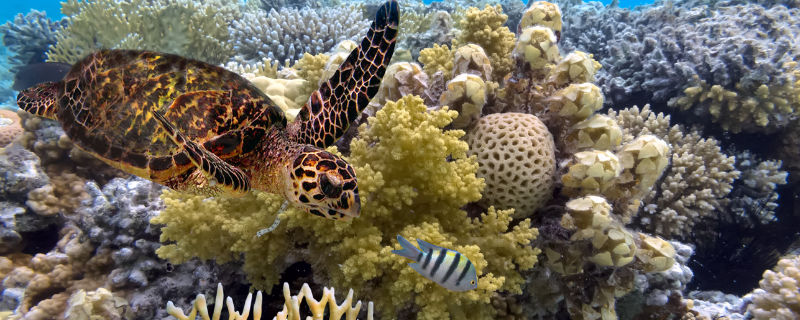 Plongée en Océanie — destinations de plongée Grande Barrière et Pacifique