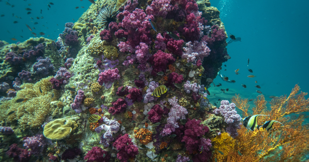Récif corallien rose et violet en plongée en Thaïlande