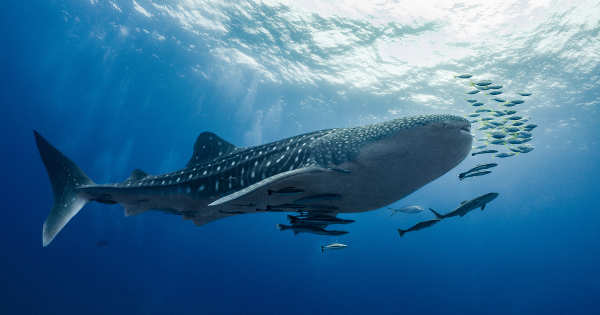 Plongée en Thaïlande : mer d&rsquo;Andaman & golfe de Thaïlande