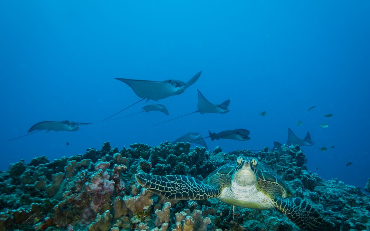 Une tortue s’approche paisiblement du plongeur tandis que des raies aigles évoluent en arrière-plan, un instant magique à l’île Maurice.