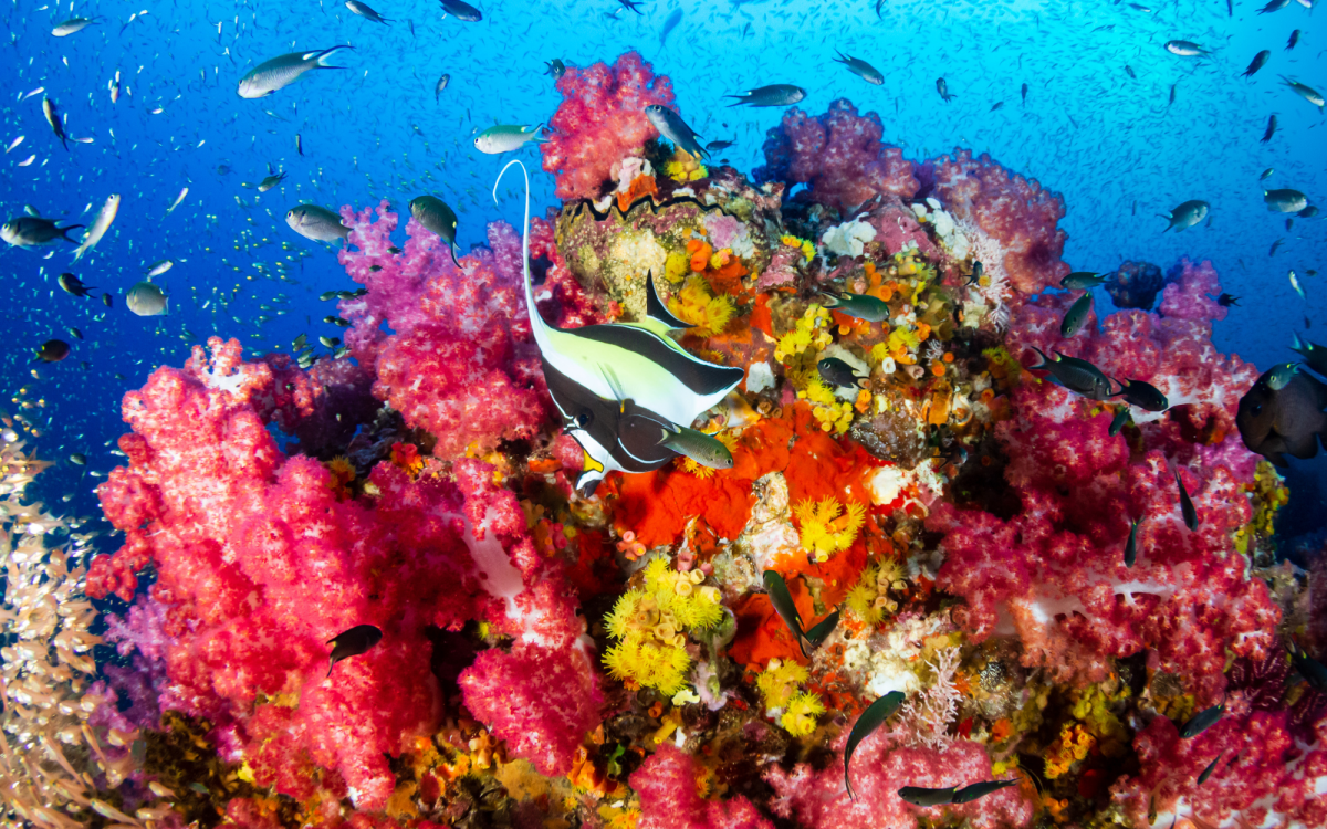 Plongée en mer d&rsquo;Andaman : là où l&rsquo;océan Indien rencontre la Thaïlande