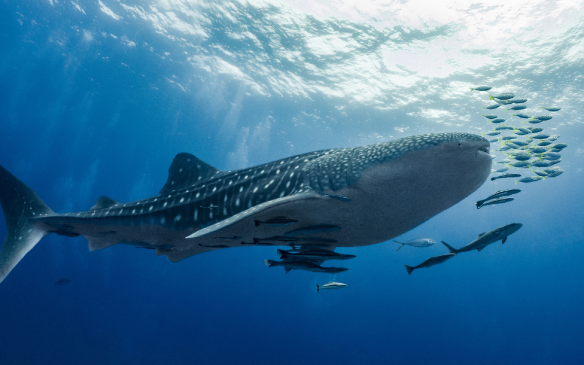 Plongée en Thaïlande : mer d&rsquo;Andaman & golfe de Thaïlande