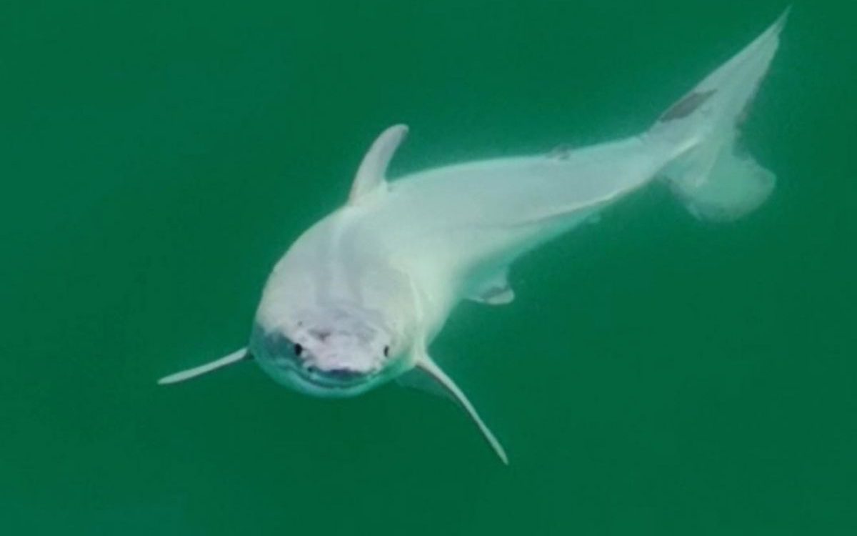Jeune requin blanc explorant les profondeurs, un spectacle rare et fascinant.