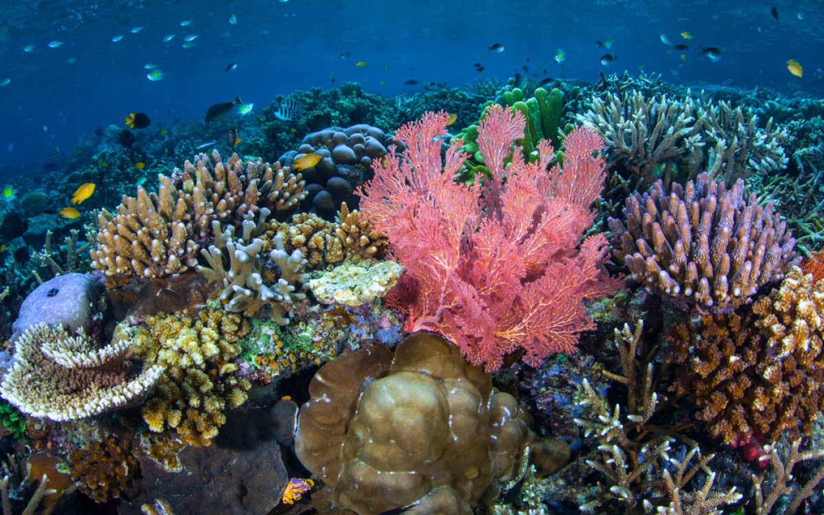 Récif corallien en Asie du Sud-Est — plongée dans le Triangle de Corail