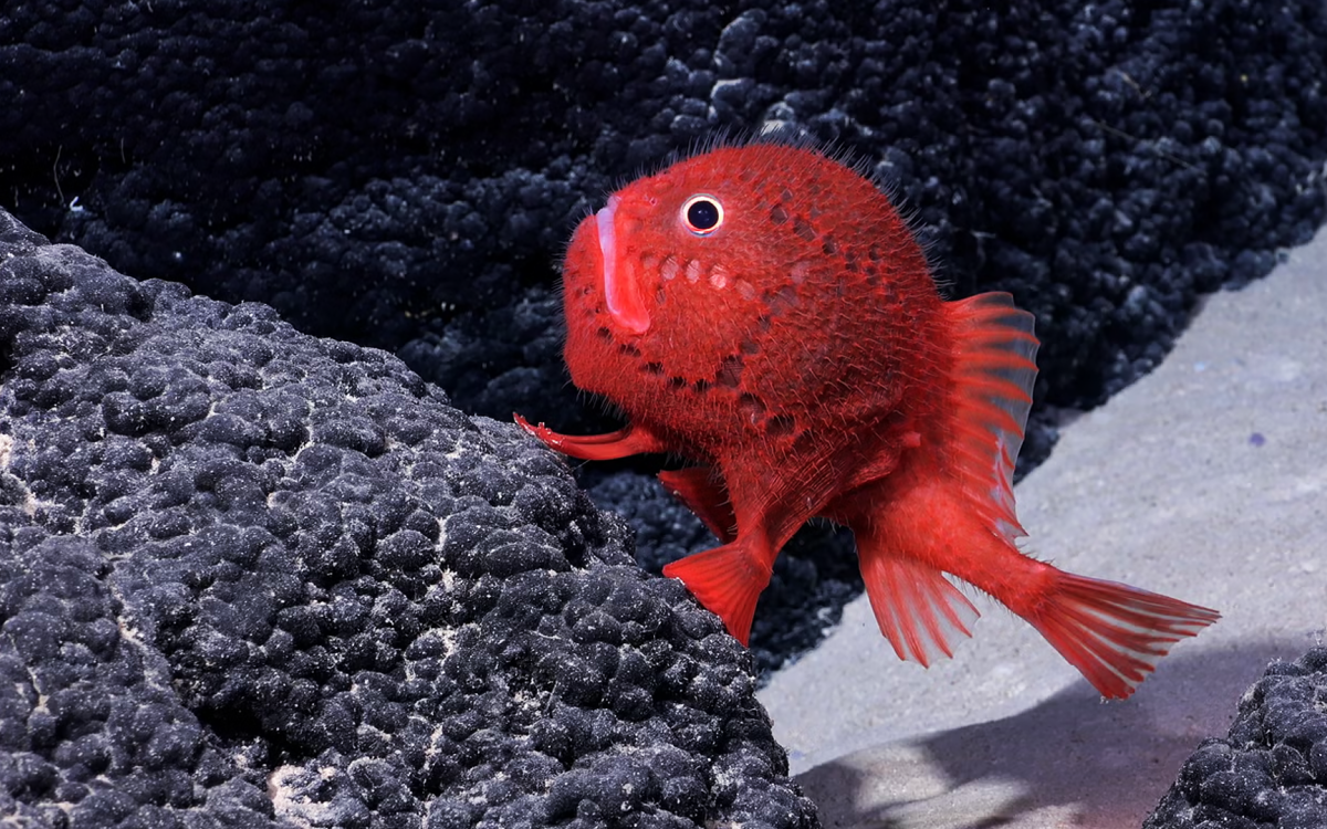 Parmi les 100 espèces marines récemment découvertes, ce poisson crapaud rouge se distingue par sa couleur éclatante et son habitat unique au large du Chili.