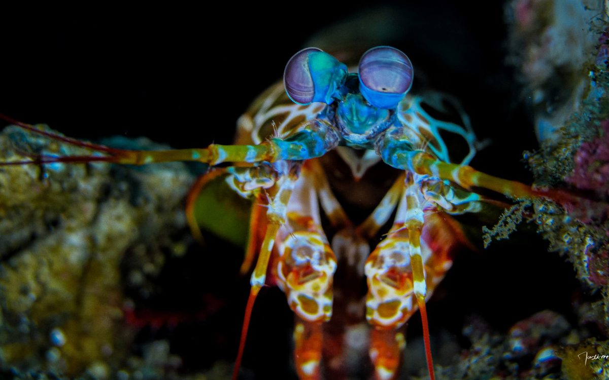 Squille multicolore (Odontodactylus scyllarus)