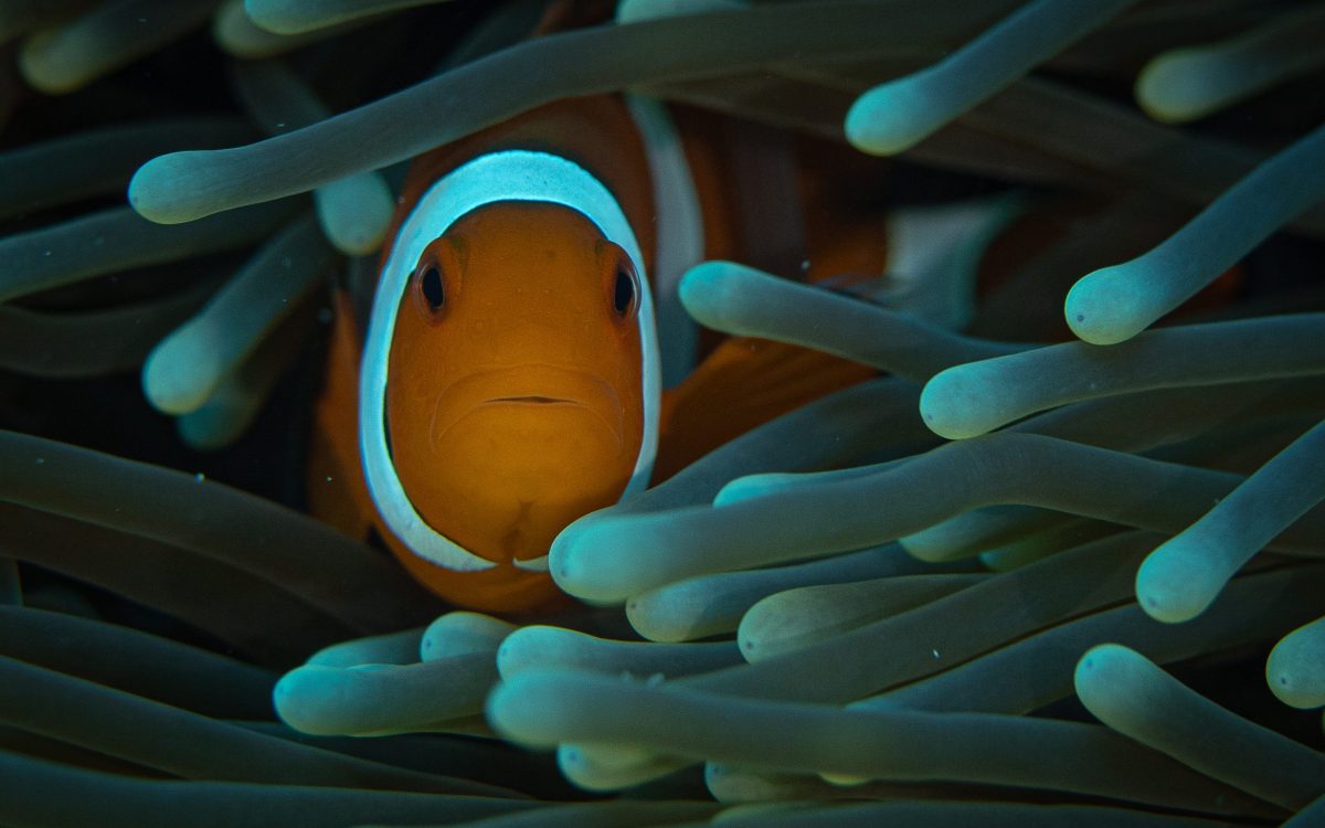 Magie sous-marine : Maxime Hiblot capture le moment où un poisson clown semble captivé par l'objectif de la caméra, entouré de son anémone.