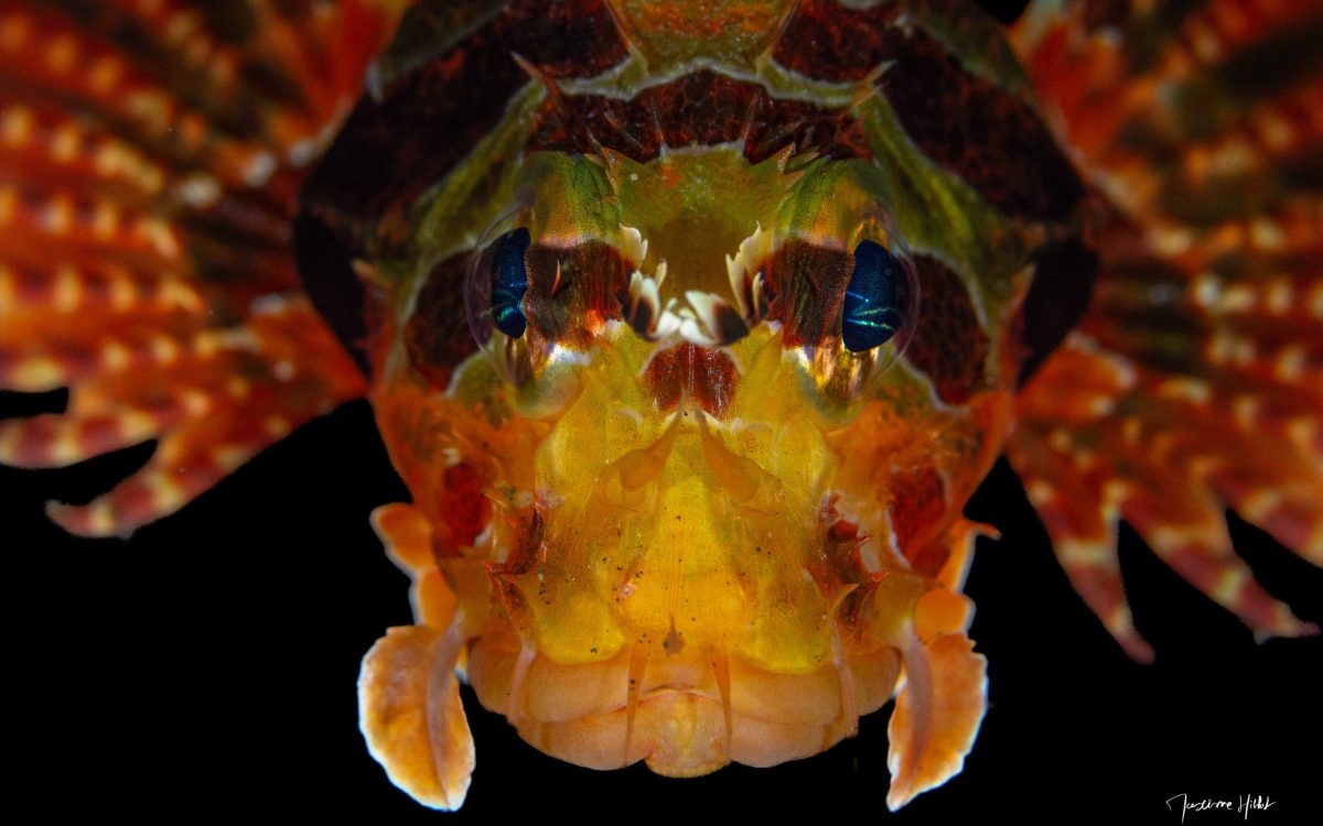 Ce poisson diable, avec son regard intense et ses nageoires majestueusement déployées, démontre la puissance d’une composition photographique soignée.