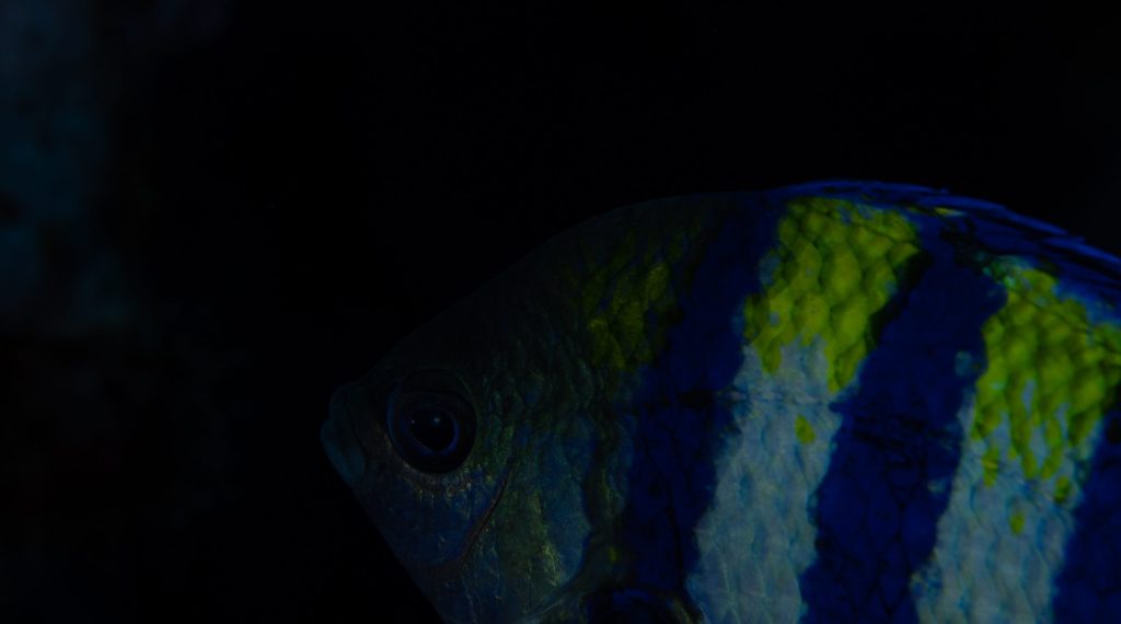 Poisson avec couleurs ternes sans éclairage additionnel