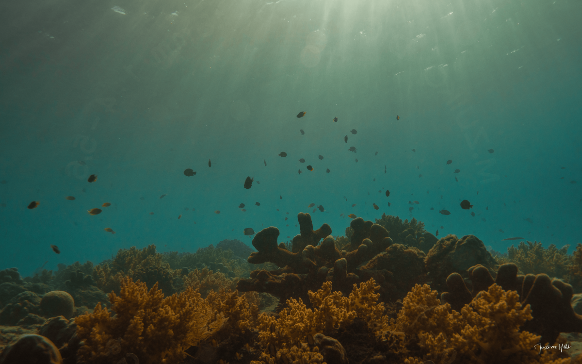 Photo de Maxime HIBLOT : Un panorama sous-marin époustouflant mettant en scène des coraux colorés, des poissons tropicaux et les rayons du soleil qui pénètrent l’intense bleu de l’océan.