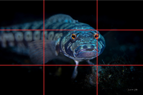 Capturer l’Attention : La Règle des Tiers en Action avec un Sandperch Poisson Sandperch capturé avec l'œil aligné sur un point de force selon la règle des tiers, démontrant l'effet captivant de cette technique de composition.