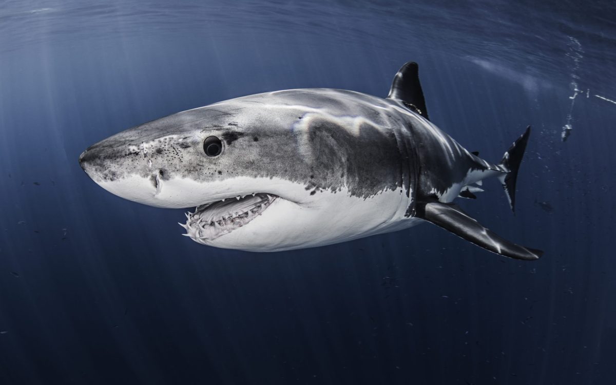 La majesté du grand requin blanc : Cette photo en gros plan dévoile la beauté et l'impressionnante présence de l'une des espèces de requins les plus emblématiques.