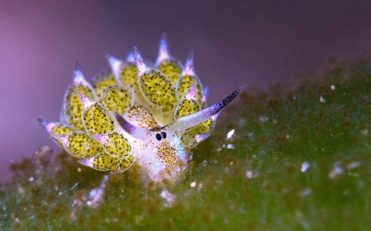 Le célèbre nudibranche mouton, minuscule et adorable, repéré à Anilao.