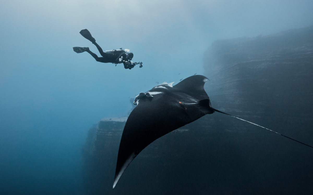 Instant captivant : un photographe sous-marin immortalise une raie manta qui nage gracieusement vers lui.