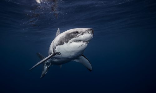 image-requin-blanc-nageant-bleu Requin blanc majestueux dans le bleu de l'océan