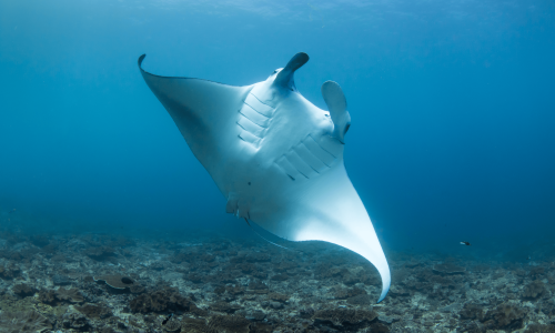 Raie manta de récif dansant au-dessus d’un corail coloré